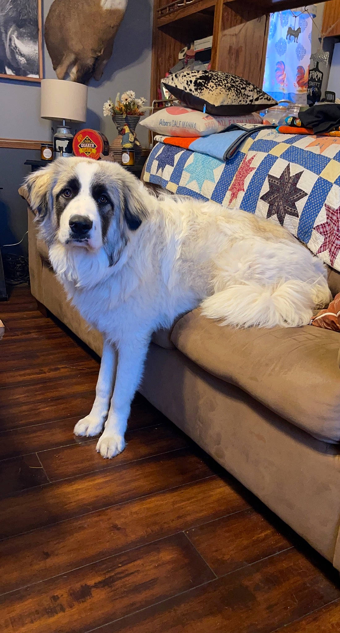 Sophie joined the competition — help win amazing prizes! comfort, companion_dog, couch, dog, dog_breed, dog_supply, duvet, floor, flooring, fur, furniture, hardwood, laminate_flooring, linens, picture_frame, pillow, room, wood, wood_flooring, working_animal