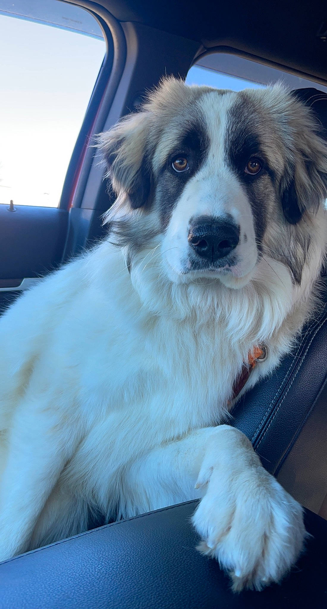 Sophie is registered to the contest to win money with this photo: ancient_dog_breeds, australian_collie, australian_shepherd, border_collie, carnivore, companion_dog, dog, dog_breed, fur, herding_dog, plant, sky, sporting_group, whiskers, working_dog