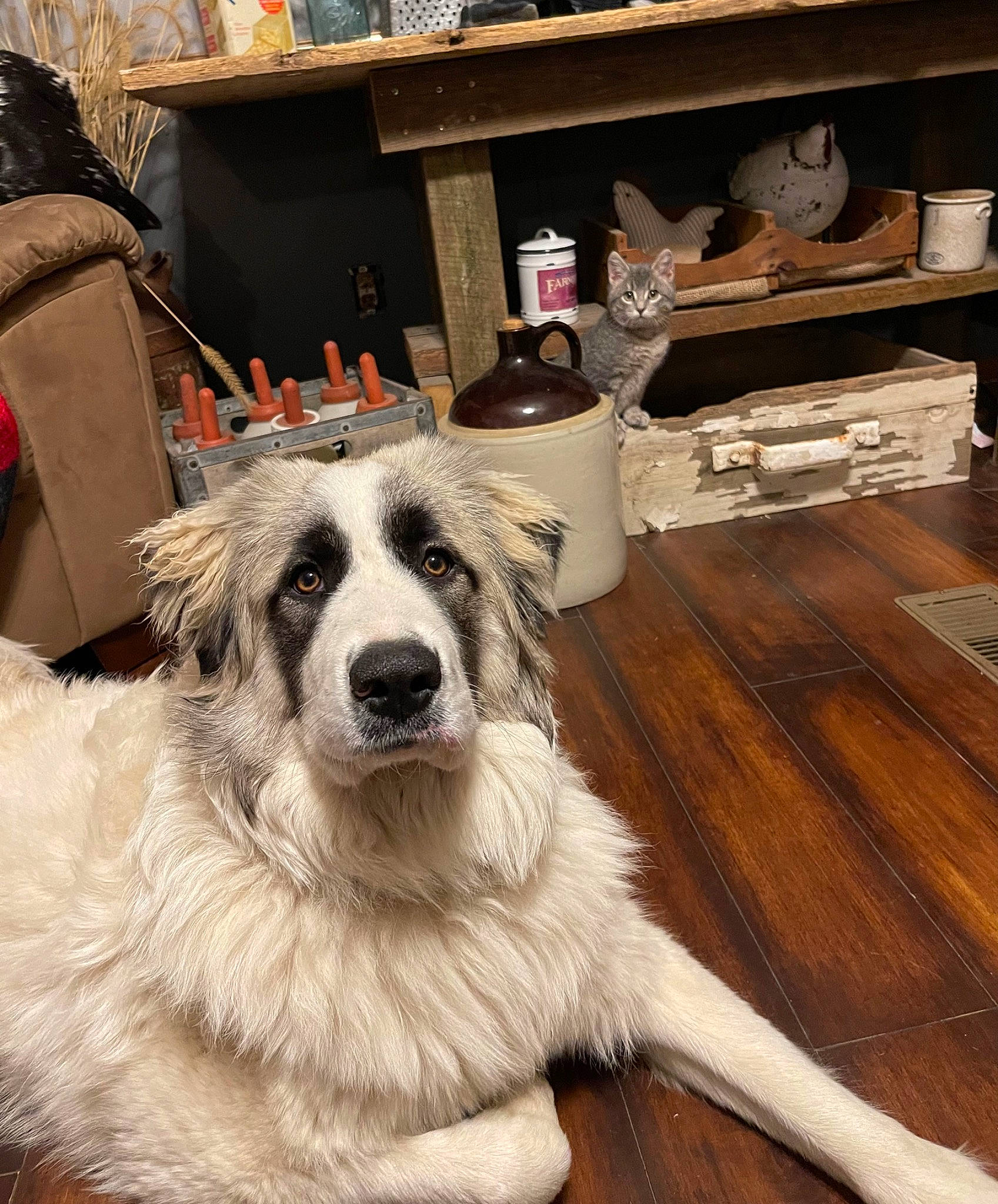 Sophie is registered to the contest to win money with this photo: canidae, carnivore, chair, companion_dog, dog, dog_breed, flooring, fur, gun_dog, happy, hardwood, livestock_guardian_dog, snout, sporting_group, varnish, whiskers, wood, wood_flooring, working_animal, working_dog