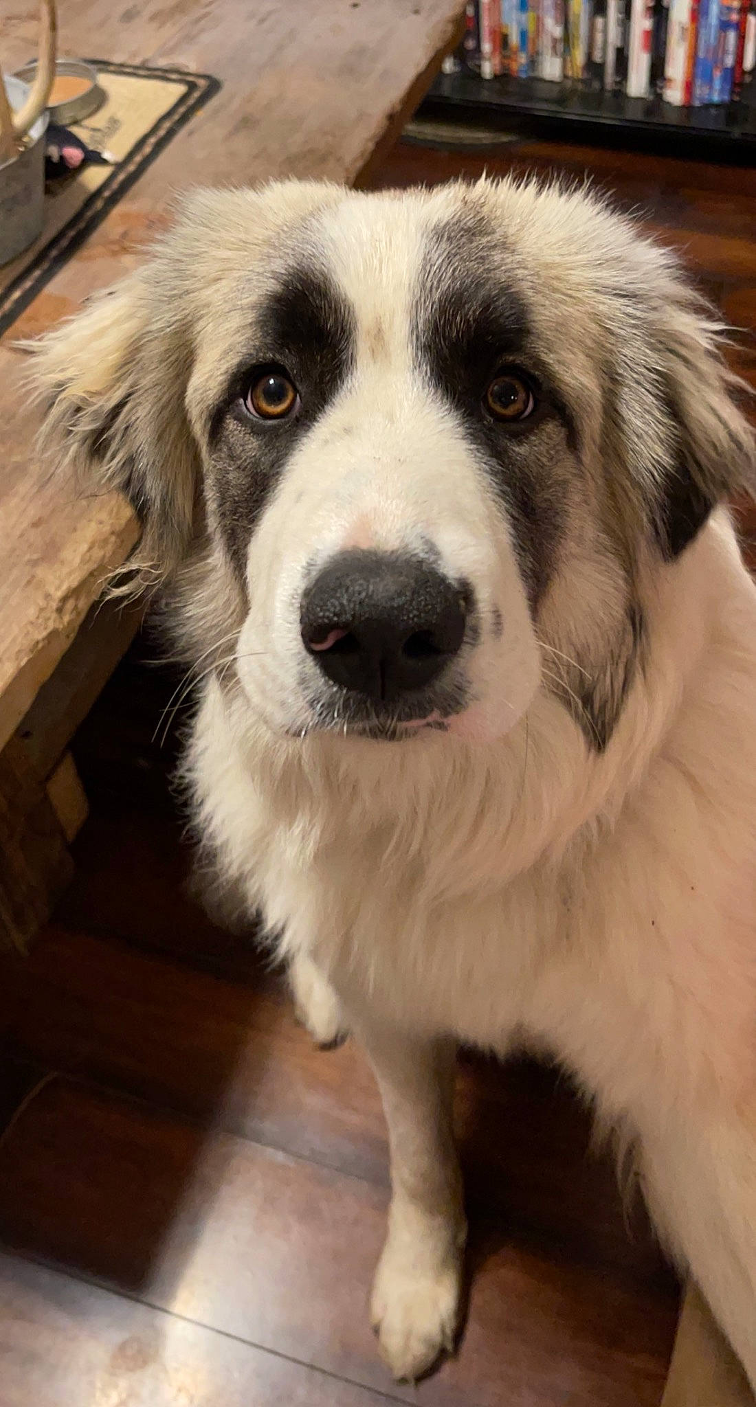 Sophie is registered to the contest to win money with this photo: ancient_dog_breeds, carnivore, companion_dog, dog, dog_breed, flooring, fur, hardwood, snout, terrestrial_animal, whiskers, wood, working_animal, working_dog