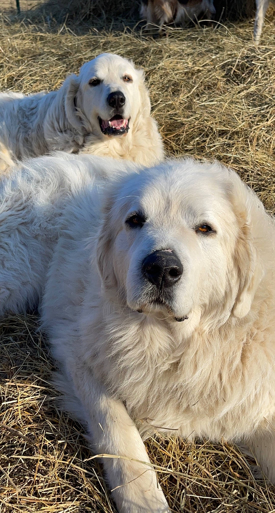 Diesel joined the competition — help win amazing prizes! canidae, carnivore, companion_dog, dog, dog_breed, fur, giant_dog_breed, grass, great_pyrenees, happy, kuvasz, livestock_guardian_dog, polish_tatra_sheepdog, snout, sporting_group, terrestrial_animal, working_animal, working_dog