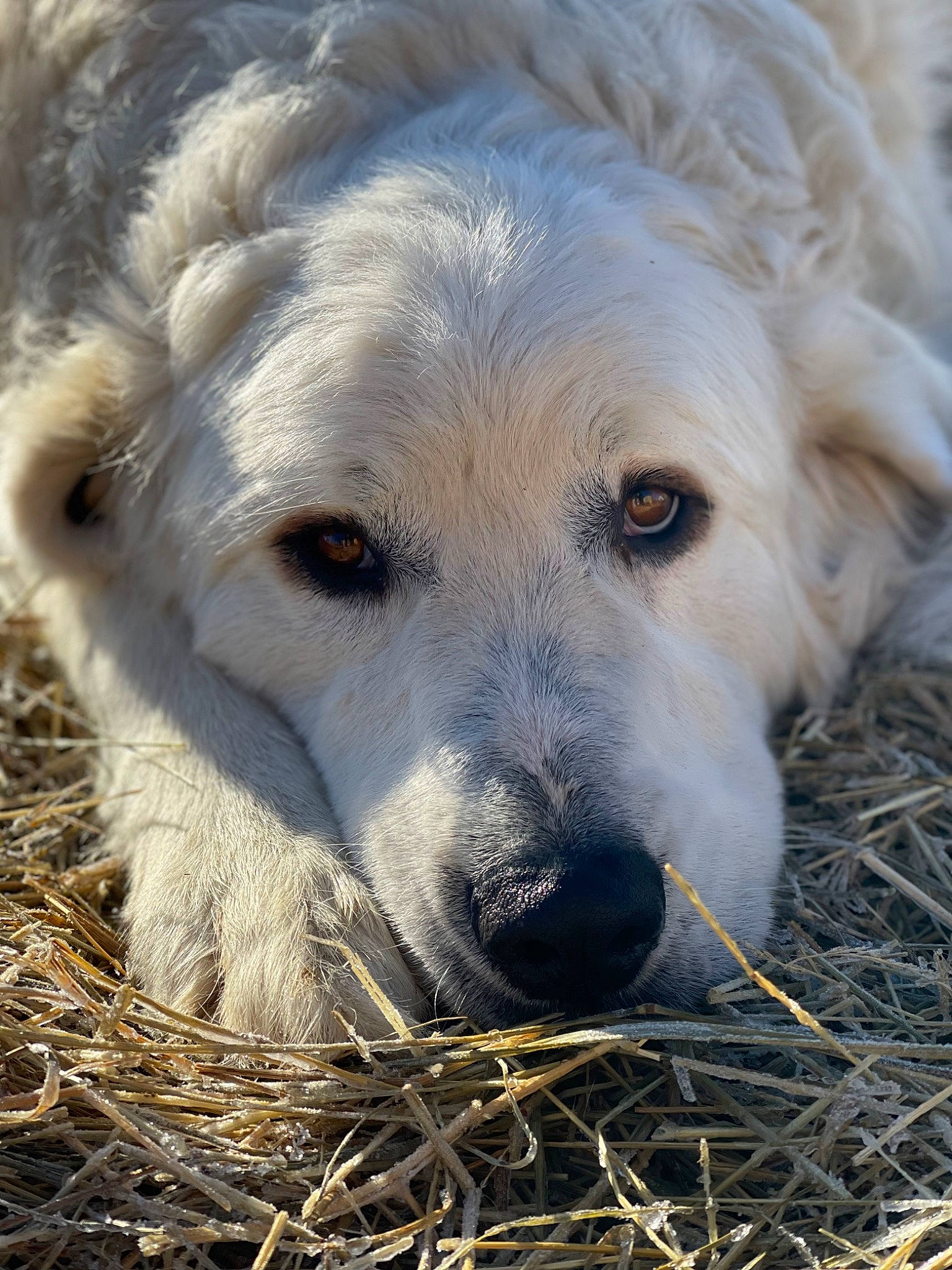 Buddy joined the competition — help win amazing prizes! ancient_dog_breeds, canidae, carnivore, companion_dog, dog, dog_breed, fur, grass, great_pyrenees, kuvasz, livestock_guardian_dog, maremma_sheepdog, plant, polish_tatra_sheepdog, slovak_cuvac, snout, sporting_group, terrestrial_animal, whiskers, working_dog