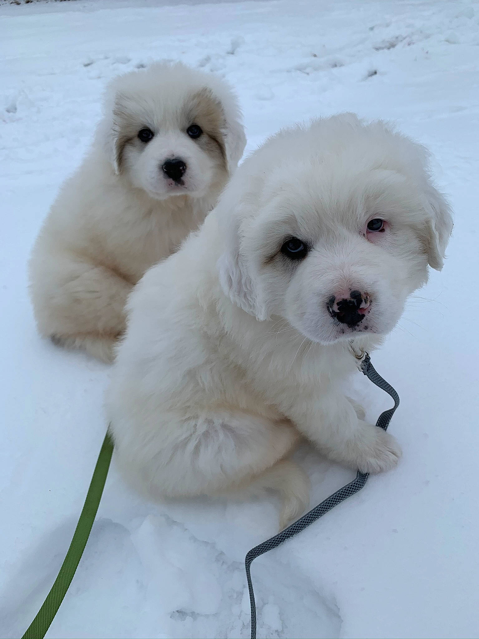 Buddy is registered to the contest to win money with this photo: canidae, carnivore, companion_dog, dog, dog_breed, fur, maltepoo, non_sporting_group, plant, snow, sporting_group, toy_dog, white, winter, working_animal