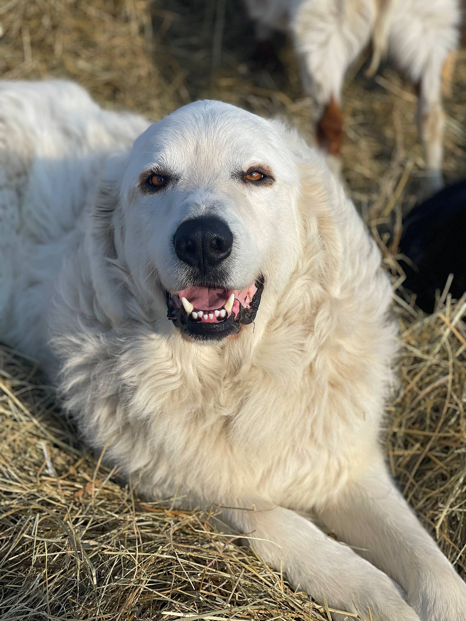Buddy joined the competition — help win amazing prizes! canidae, carnivore, companion_dog, dog, dog_breed, fang, fur, grass, great_pyrenees, happy, kuvasz, livestock_guardian_dog, maremma_sheepdog, polish_tatra_sheepdog, snout, sporting_group, whiskers, working_dog