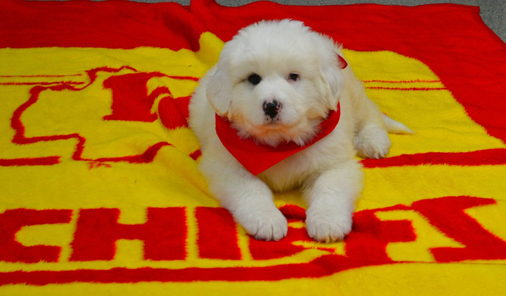 Buddy joined the competition — help win amazing prizes! canidae, carnivore, companion_dog, dog, dog_breed, dog_supply, firefighter, fur, labradoodle, maltepoo, non_sporting_group, poodle, puppy, snout, sporting_group, toy_dog, water_dog