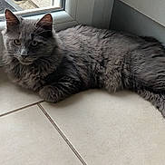 Prince participe au concours pour gagner de l'argent avec cette photo : cat, gray_cat, fluffy, indoor, tiled_floor, window, relaxed, pet, animal, feline, looking, curious, resting, domestic_cat, whiskers, ears, paws, fur, natural_light, corner