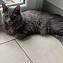 cat, gray_cat, fluffy, indoor, tiled_floor, window, relaxed, pet, animal, feline, looking, curious, resting, domestic_cat, whiskers, ears, paws, fur, natural_light, corner