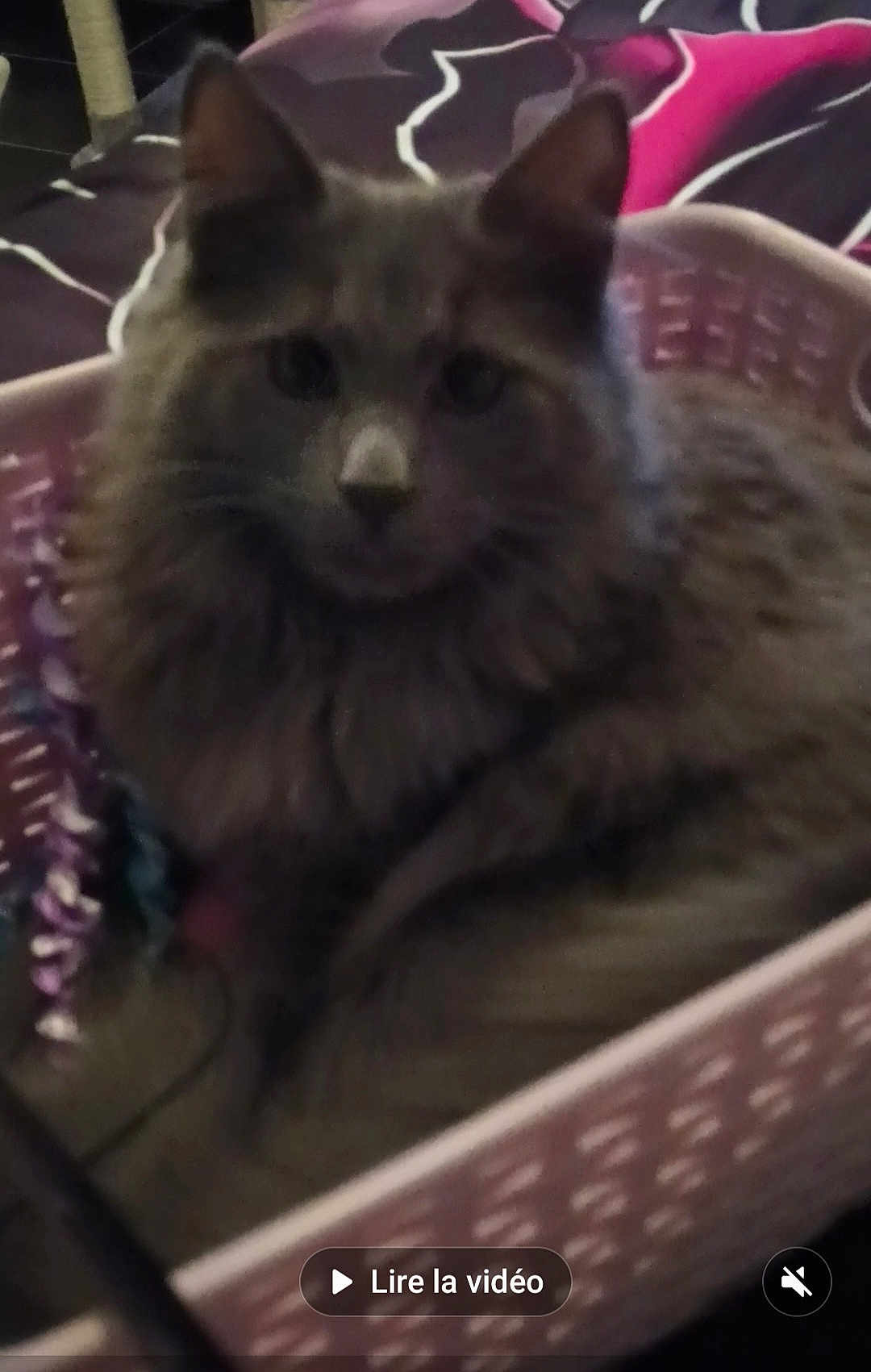 Prince a rejoint le concours — aidez-le/la à gagner de superbes lots ! cat, gray_cat, basket, furry, pet, indoor, cozy, blanket, sleepy, animal, cute, domestic, feline, resting, soft, home, comfort, fluffy, relaxed, mammal