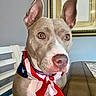 dog, bandana, patriotic, red, white, blue, table, chair, indoor, portrait, pet, animal, ears, face, nose, fur, decor, painting, wall, domestic