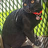 Onyx a rejoint le concours — aidez-le/la à gagner de superbes lots ! black_cat, cat, pet, animal, collar, tag, feline, sunlight, shadow, outdoor, green_fence, cardboard_box, closeup, sitting, looking_away, ears, whiskers, tail, domestic_animal, daylight