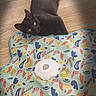black_cat, cat, pet, animal, wooden_floor, play_mat, colorful, pattern, sunlight, indoor, relaxed, curious_eyes, feline, domestic_cat, resting, flooring, toy, bright, shadow, cozy