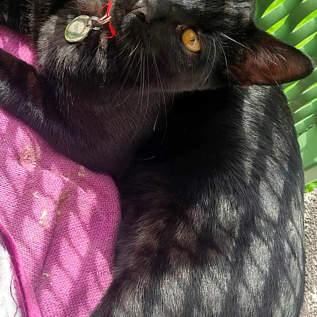 Onyx participe au concours pour gagner de l'argent avec cette photo : black_cat, cat, pet, golden_eyes, purple_blanket, green_basket, sunlight, shadow_pattern, feline, domestic_cat, relaxed, indoor, fur, whiskers, collar, tag, closeup, resting, cute, animal