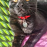 Onyx participe au concours pour gagner de l'argent avec cette photo : cat, black_cat, pet, animal, collar, tag, golden_eyes, fur, whiskers, sunlight, shadow, blanket, pink_blanket, green_lattice, outdoor, relaxing, close_up, portrait, cute, domestic_cat
