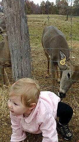 Julianna is registered to the contest to win money with this photo: burro, fawn, person, toddler, zoo