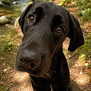 Pogo a rejoint le concours — aidez-le/la à gagner de superbes lots ! dog, black_dog, canine, pet, outdoor, forest, path, nature, stream, water, trees, sunlight, curious, close_up, animal, mammal, portrait, ground, ears, nose
