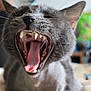 animal, blurred_background, cat, close_up, cute, domestic_animal, feline, fur, gray_cat, household, indoor, mammal, mouth_open, pet, portrait, resting, teeth, tongue, whiskers, yawning