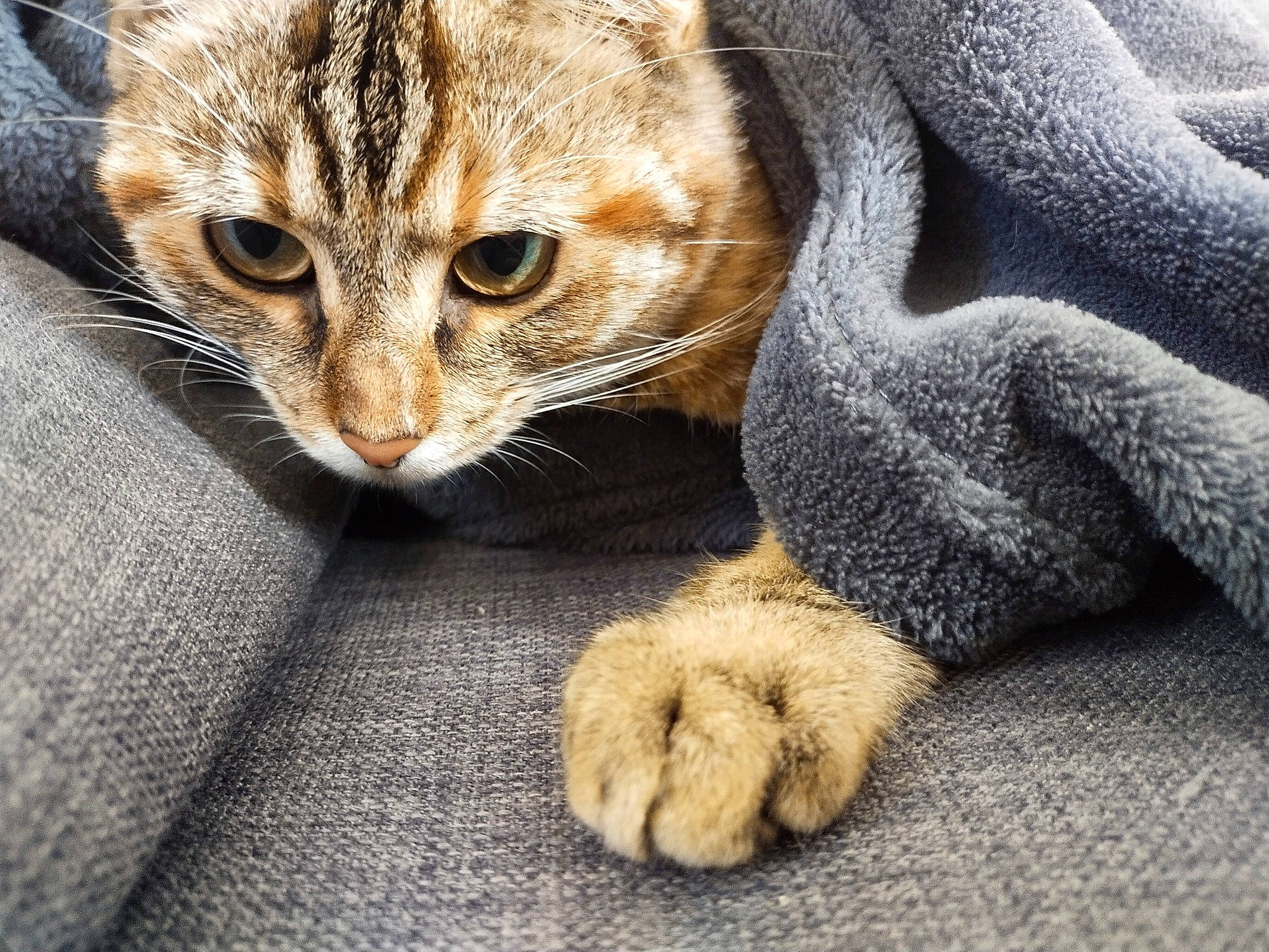 Galipette a rejoint le concours — aidez-le/la à gagner de superbes lots ! bed, carnivore, cat, cat_supply, claw, comfort, domestic_short_haired_cat, fawn, felidae, foot, fur, linens, nap, paw, small_to_medium_sized_cats, snout, tail, terrestrial_animal, textile, whiskers