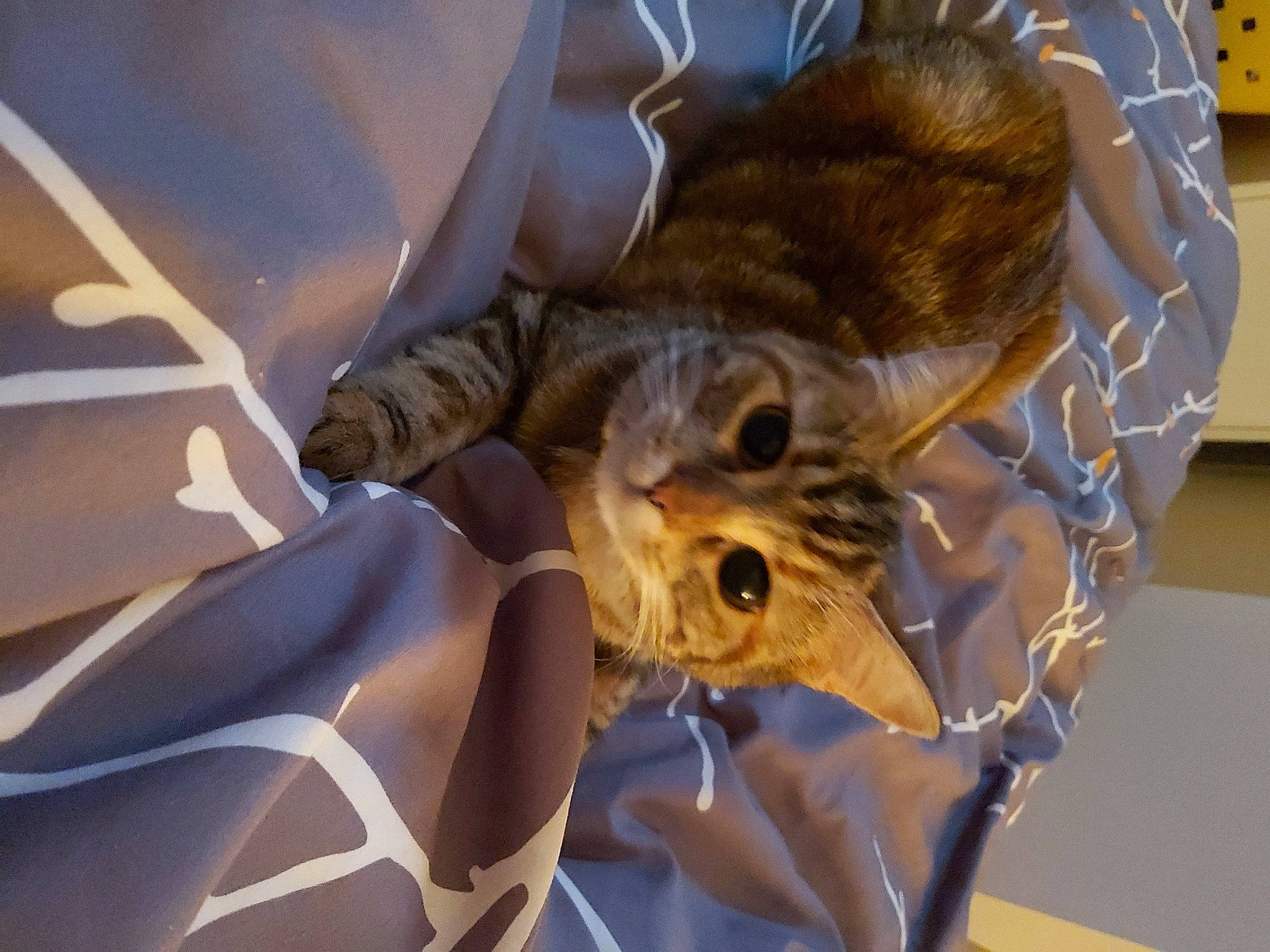 Galipette a rejoint le concours — aidez-le/la à gagner de superbes lots ! carnivore, cat, claw, domestic_short_haired_cat, electric_blue, eyewear, fawn, felidae, fur, gesture, plant, small_to_medium_sized_cats, snout, tree, whiskers, wildlife