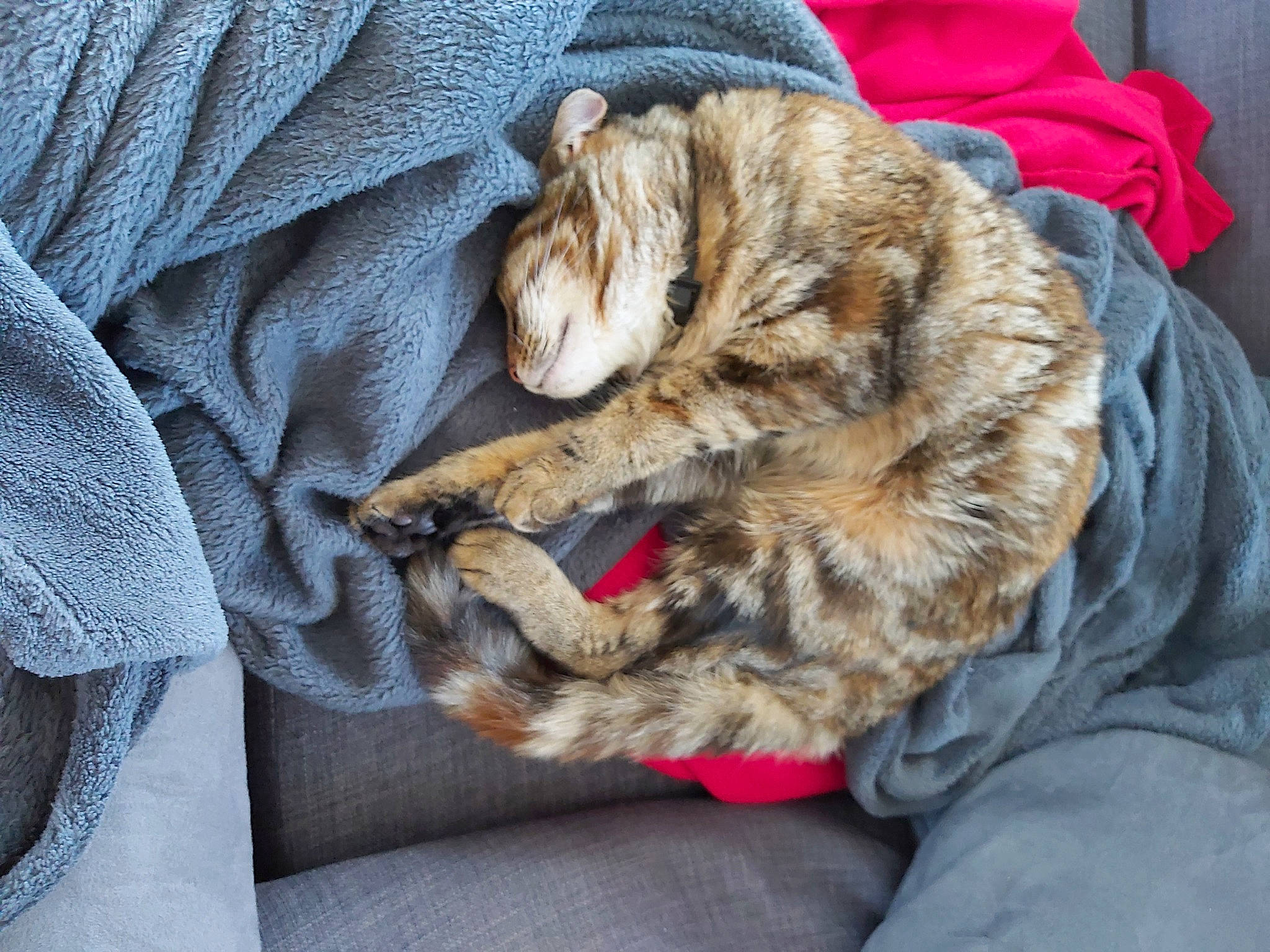 Galipette a rejoint le concours — aidez-le/la à gagner de superbes lots ! canidae, carnivore, cat, claw, comfort, domestic_short_haired_cat, electric_blue, fawn, felidae, fur, grey, linens, nap, natural_material, paw, sleep, small_to_medium_sized_cats, sporting_group, tail, whiskers