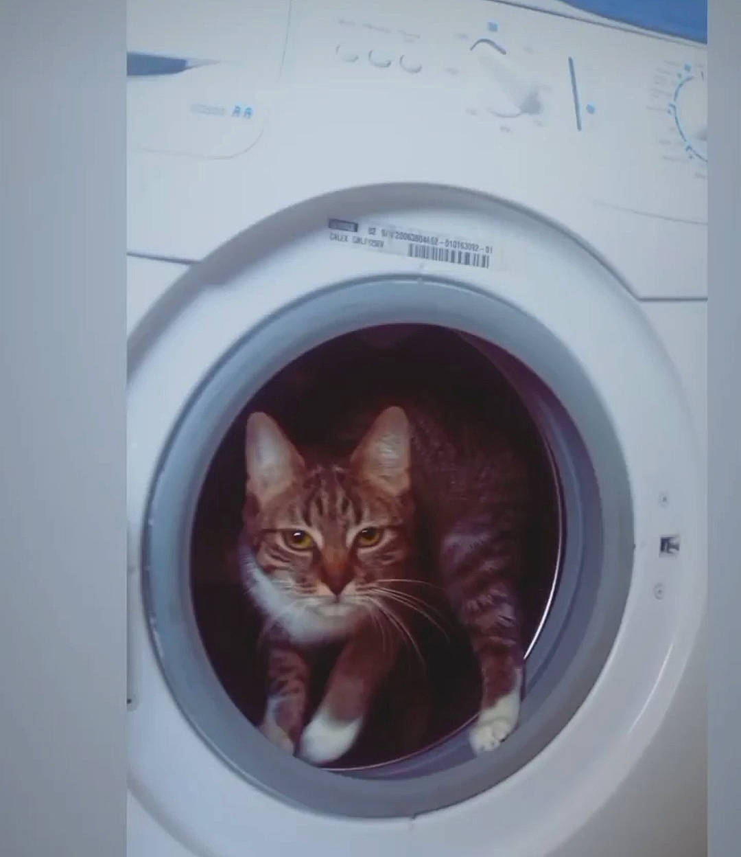 Shelby a rejoint le concours — aidez-le/la à gagner de superbes lots ! carnivore, cat, cat_supply, circle, clothes_dryer, domestic_short_haired_cat, door, felidae, fixture, fur, home_appliance, laundry, laundry_room, major_appliance, room, small_to_medium_sized_cats, tail, washing_machine, whiskers