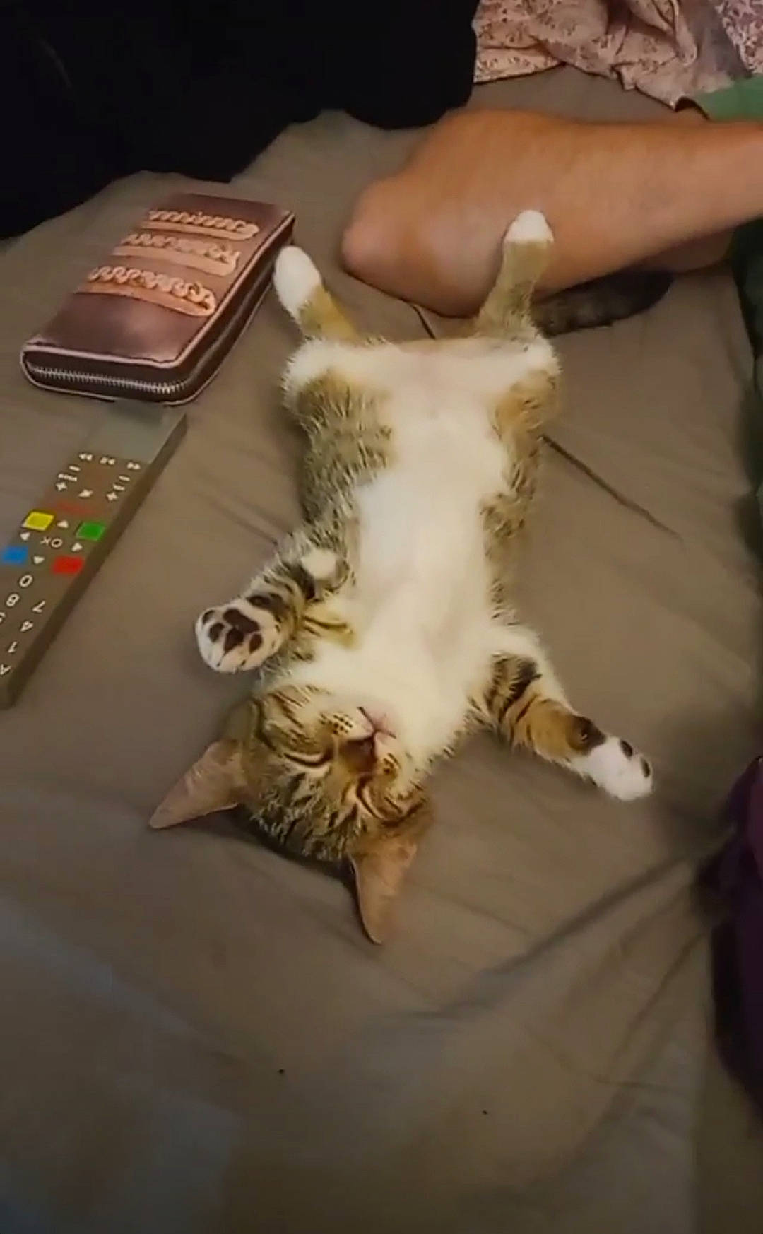 Shelby participe au concours pour gagner de l'argent avec cette photo : carnivore, cat, comfort, desk, domestic_short_haired_cat, felidae, flooring, fur, human_leg, indoor_games_and_sports, linens, nail, paw, publication, small_to_medium_sized_cats, table, tail, textile, whiskers, wood