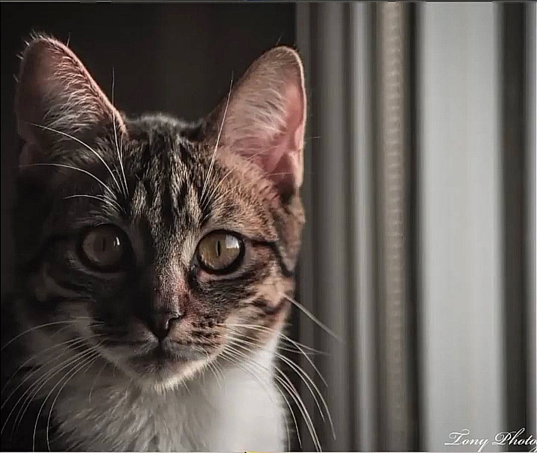 Shelby participe au concours pour gagner de l'argent avec cette photo : art, carnivore, cat, domestic_short_haired_cat, felidae, fur, monochrome_photography, small_to_medium_sized_cats, snout, terrestrial_animal, whiskers, wildlife, window