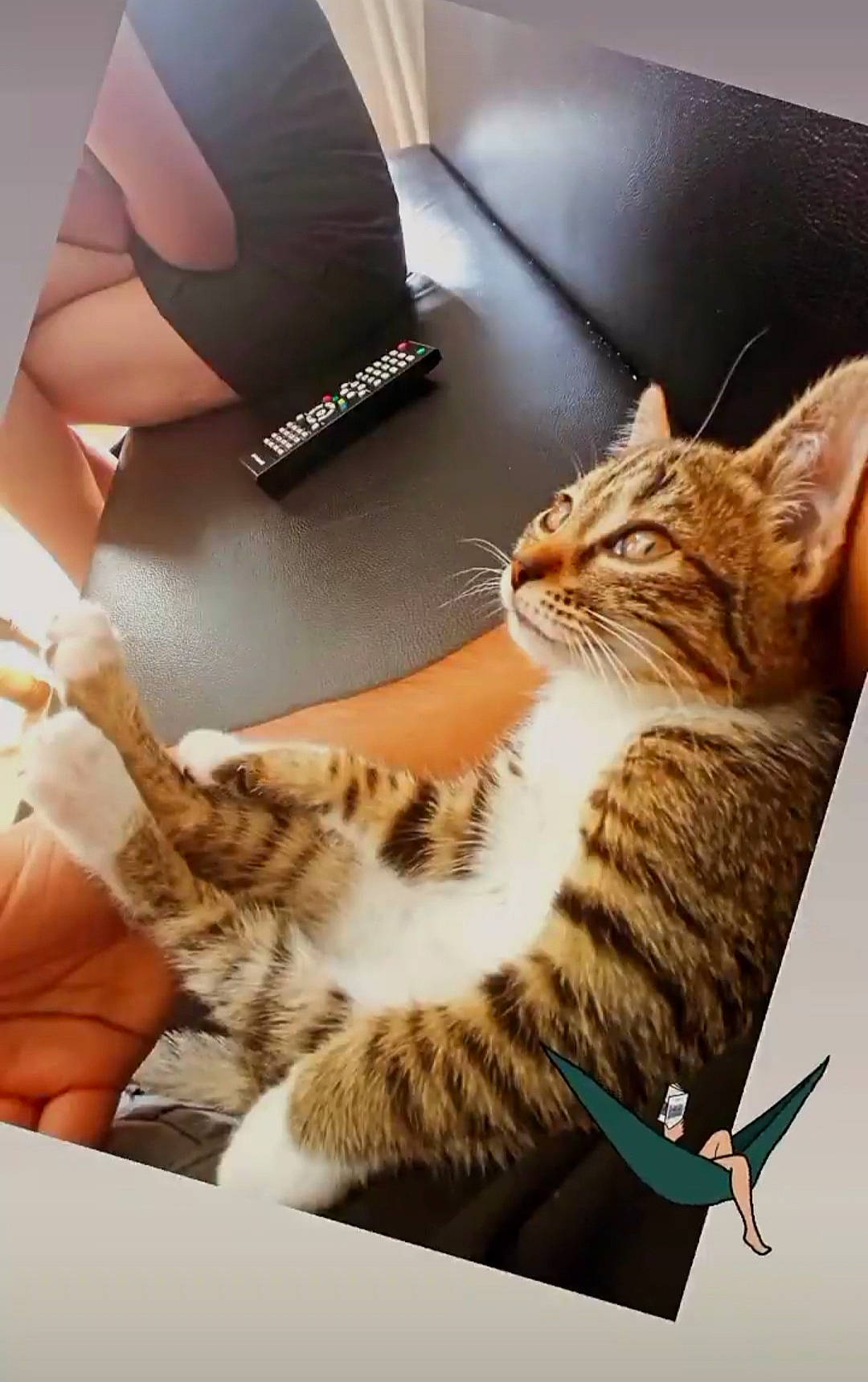 Shelby a rejoint le concours — aidez-le/la à gagner de superbes lots ! carnivore, cat, comfort, computer_keyboard, computer_monitor, couch, domestic_short_haired_cat, electronic_device, fashion_accessory, felidae, fur, gadget, human_leg, lamp, output_device, pillow, small_to_medium_sized_cats, tail, vertebrate, whiskers