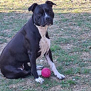 Shoune participe au concours pour gagner de l'argent avec cette photo : dog, canine, black_and_white, sitting, outdoors, park, grass, ground, pink_ball, toy, pet, short_hair, white_chest, white_paws, floppy_ears, looking_at_camera, portrait, animal, daylight, playful