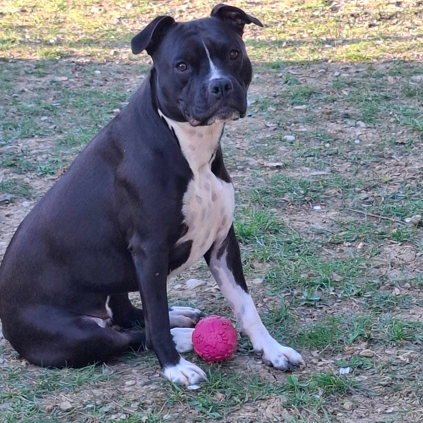Shoune participe au concours pour gagner de l'argent avec cette photo : dog, canine, black_and_white, sitting, outdoors, park, grass, ground, pink_ball, toy, pet, short_hair, white_chest, white_paws, floppy_ears, looking_at_camera, portrait, animal, daylight, playful