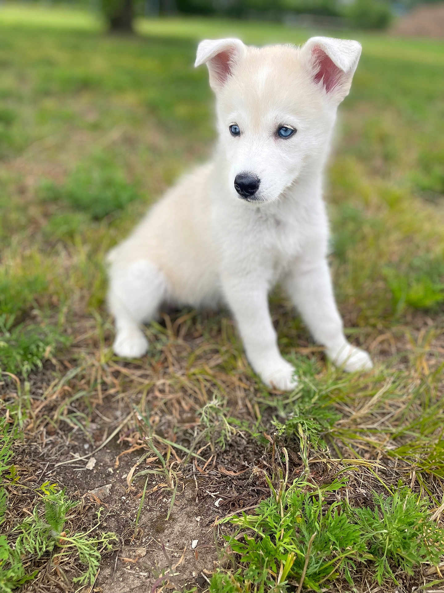 Luna