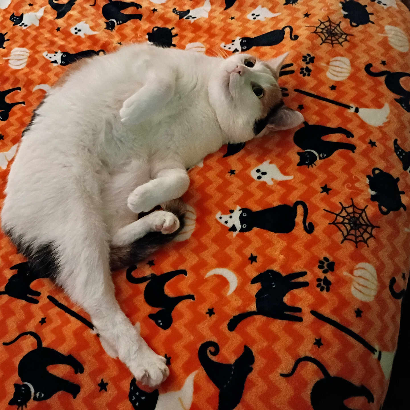 Sophie is registered to the contest to win money with this photo: bed, black_cat_silhouettes, black_markings, blanket, cat, cozy, cute, feline, ghosts, halloween_theme, indoor, lying_down, orange_blanket, patterned_blanket, pet, pumpkins, relaxed, resting, spider_webs, white_cat