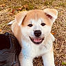 puppy, dog, grass, shoe, outdoor, smiling, happy, animal, pet, fur, cute, nature, playful, young, mammal, portrait, resting, daylight, canine, closeup