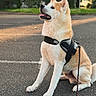 Baki a rejoint le concours — aidez-le/la à gagner de superbes lots ! dog, canine, pet, sitting, harness, leash, outdoor, road, asphalt, sunlight, golden_hour, fur, ears, nose, tongue, nature, greenery, blurred_background, animal, companion