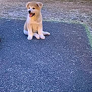 Baki participe au concours pour gagner de l'argent avec cette photo : puppy, dog, park, evening, twilight, grass, trees, path, streetlight, outdoor, animal, cute, sitting, pet, nature, happy, young, canine, pavement, light