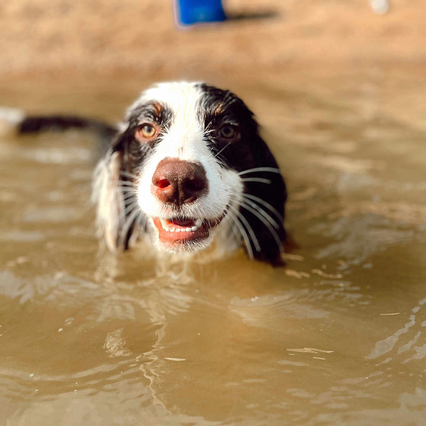 Larry King joined the competition — help win amazing prizes! animal, architecture, bathing, building, canine, cockerspaniel, dog, hound, mud, nature, outdoors, pet, pointer, pool, puddle, puppy, ripple, shelter, terrier, water