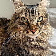 Sam participe au concours pour gagner de l'argent avec cette photo : cat, tabby, fluffy, pet, animal, feline, green_eyes, whiskers, bed, blanket, indoor, close_up, fur, relaxed, cute, portrait, domestic_animal, soft, resting, cozy