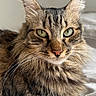 cat, tabby, fluffy, pet, animal, feline, green_eyes, whiskers, bed, blanket, indoor, close_up, fur, relaxed, cute, portrait, domestic_animal, soft, resting, cozy