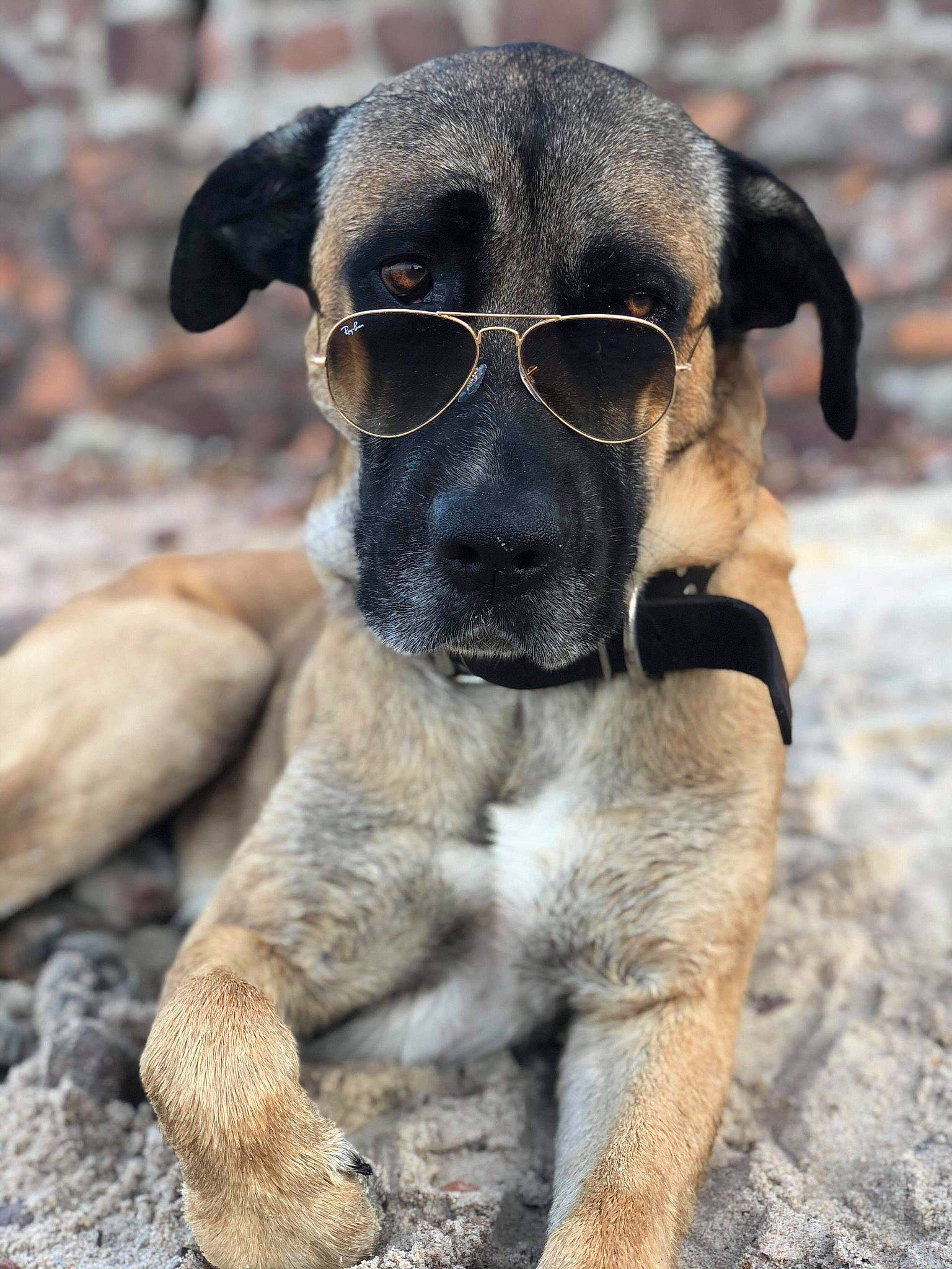 Nouk participe au concours pour gagner de l'argent avec cette photo : ancient_dog_breeds, canidae, carnivore, collar, companion_dog, dog, dog_breed, fawn, fur, guard_dog, paw, snout, sporting_group, street_dog, terrestrial_animal, treeing_tennessee_brindle, whiskers, wildlife, working_animal, working_dog