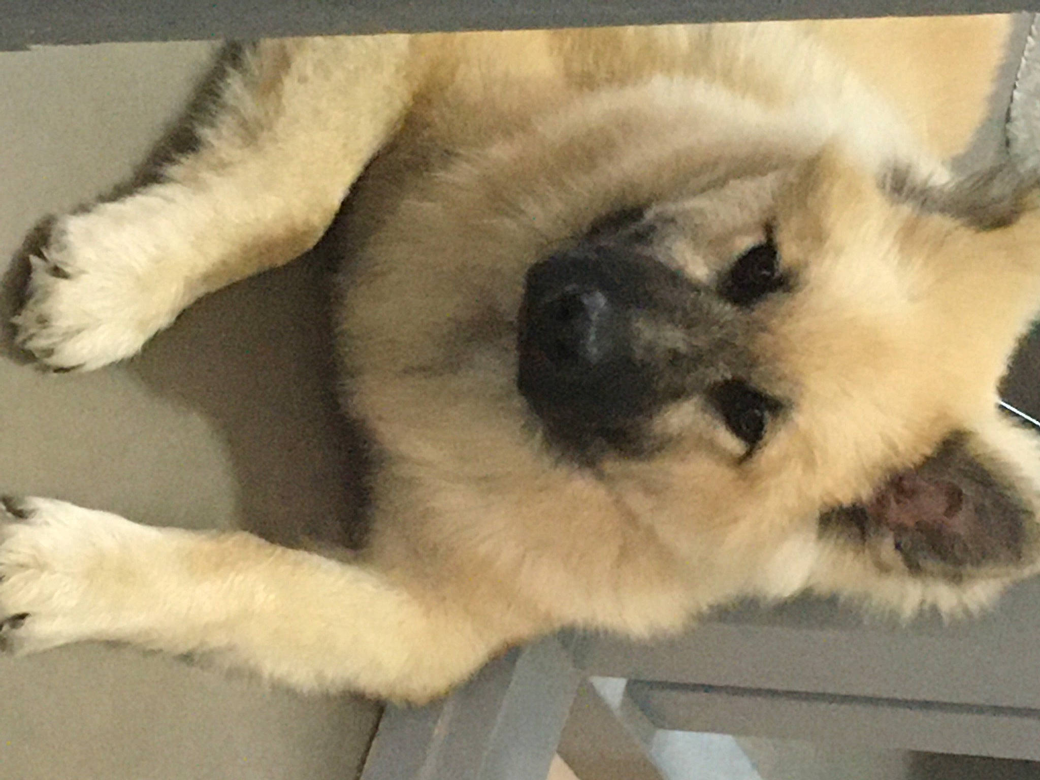 Kookeï participe au concours pour gagner de l'argent avec cette photo : canidae, carnivore, companion_dog, dog, dog_breed, estrela_mountain_dog, fawn, felidae, fur, mammal, non_sporting_group, paw, puppy, snout, sporting_group, tail, terrestrial_animal, working_animal