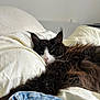 Nilot participe au concours pour gagner de l'argent avec cette photo : cat, fluffy, black_and_white, bed, blanket, denim_jacket, fur, relaxed, indoor, sleepy, pet, cozy, whiskers, closeup, animal, cute, resting, soft, feline, domestic