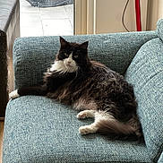 Nilot a rejoint le concours — aidez-le/la à gagner de superbes lots ! cat, fluffy, black_and_white, indoor, couch, furniture, relaxed, pet, animal, window, glass_door, floor, home, domestic, seated, looking, calm, cozy, living_room, curious