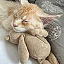 Tsuki participe au concours pour gagner de l'argent avec cette photo : cat, sleeping, stuffed_animal, plush, bed, pillow, cozy, cute, feline, rest, animal, pet, whiskers, ears, soft, closeup, indoor, comfort, peaceful, relaxation