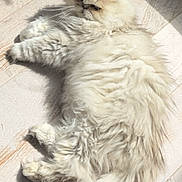 Doudou participe au concours pour gagner de l'argent avec cette photo : cat, fluffy, cream_color, long_hair, laying_down, sunlight, wooden_floor, shadow, indoor, pet, relaxed, feline, tail, ear, whiskers, cozy, rug, animal, cute, resting