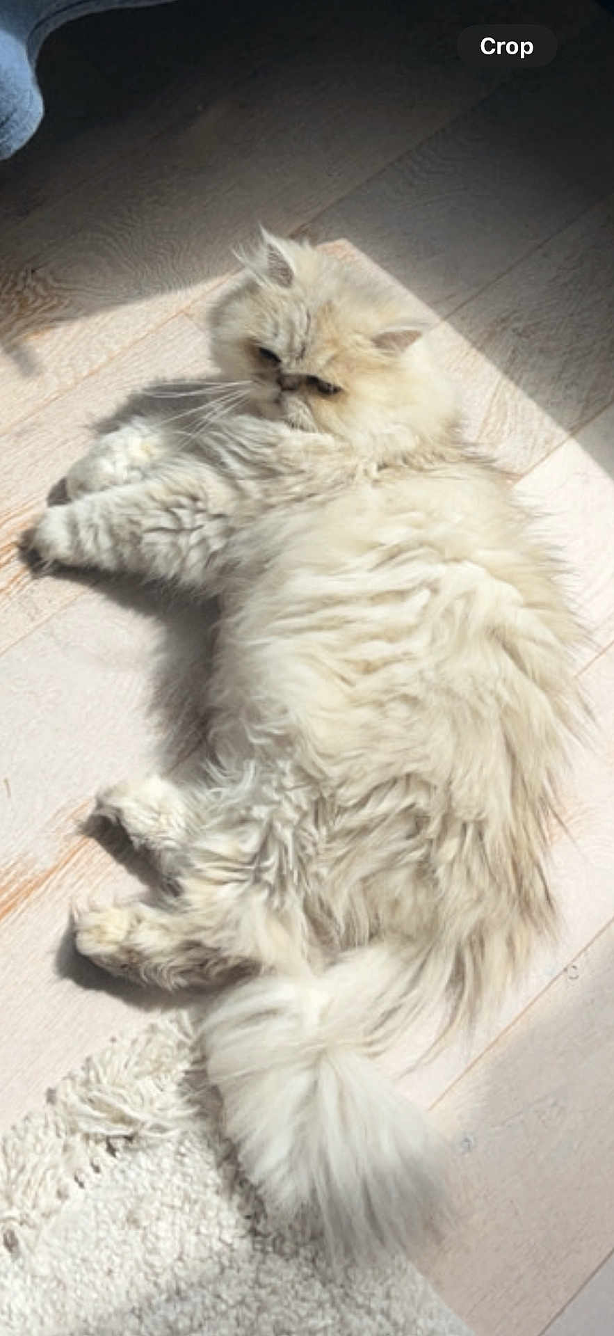 Doudou participe au concours pour gagner de l'argent avec cette photo : cat, fluffy, cream_color, long_hair, laying_down, sunlight, wooden_floor, shadow, indoor, pet, relaxed, feline, tail, ear, whiskers, cozy, rug, animal, cute, resting