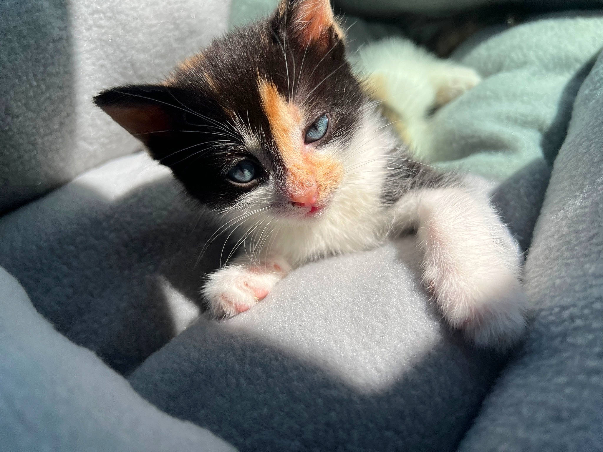 Lana is registered to the contest to win money with this photo: carnivore, cat, cat_supply, claw, comfort, domestic_short_haired_cat, eye, felidae, foot, fur, leg, nap, paw, sitting, small_to_medium_sized_cats, snout, tail, whiskers, window