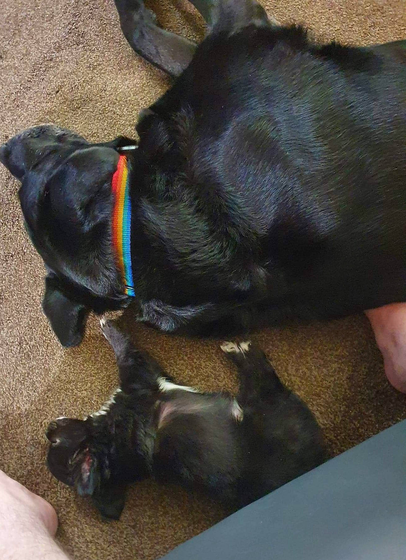 Tia joined the competition — help win amazing prizes! canidae, carnivore, dog, dog_breed, ear, fawn, guard_dog, patterdale_terrier, snout, sporting_group, tail