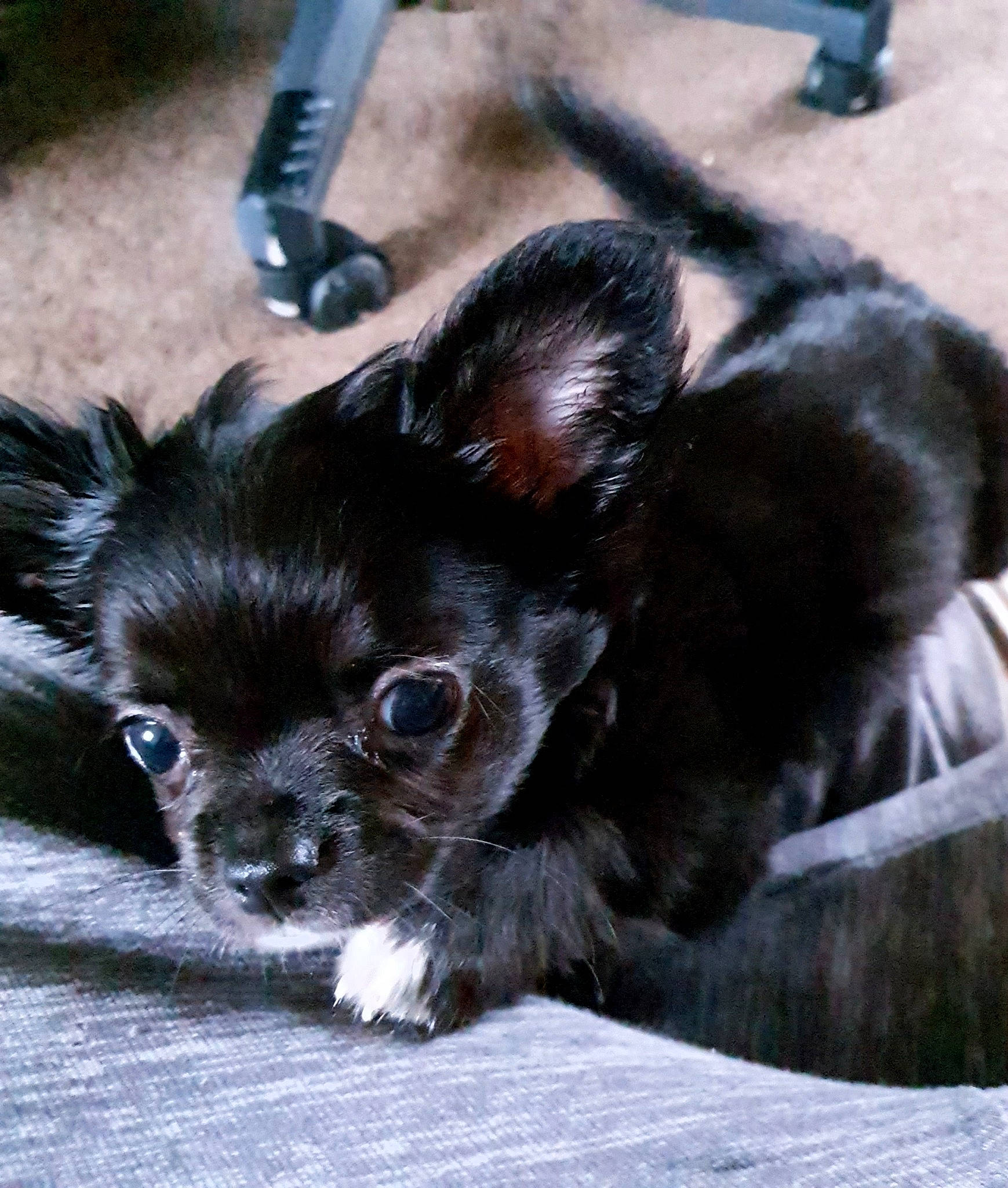 Tia is registered to the contest to win money with this photo: canidae, carnivore, chihuahua, companion_dog, dog, dog_breed, ear, fawn, mammal, puppy, snout, sporting_group, toy_dog, vertebrate