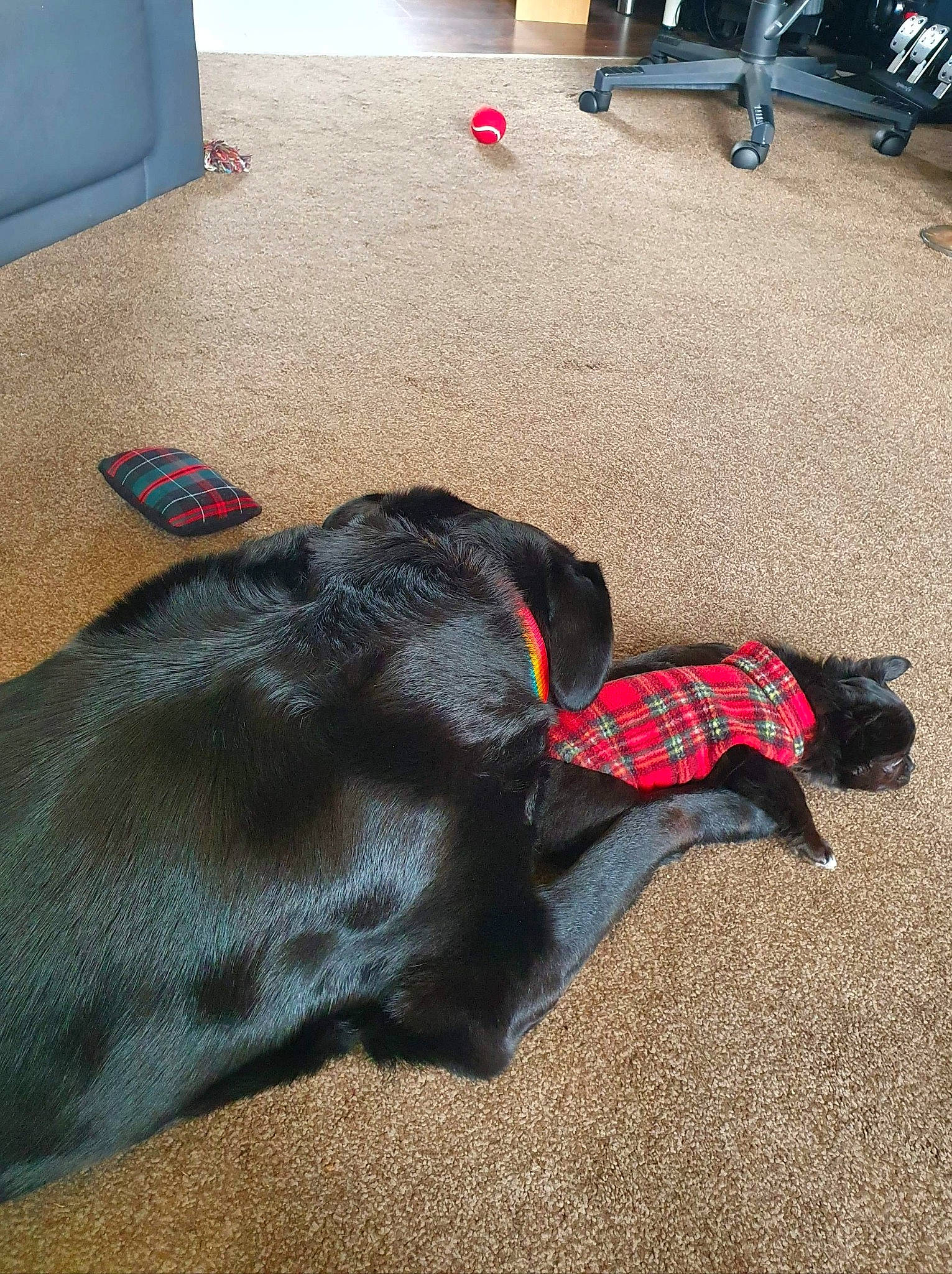 Tia is registered to the contest to win money with this photo: canidae, carnivore, companion_dog, dog, dog_breed, flat_coated_retriever, floor, great_dane, guard_dog, labrador_retriever, sporting_group, tail