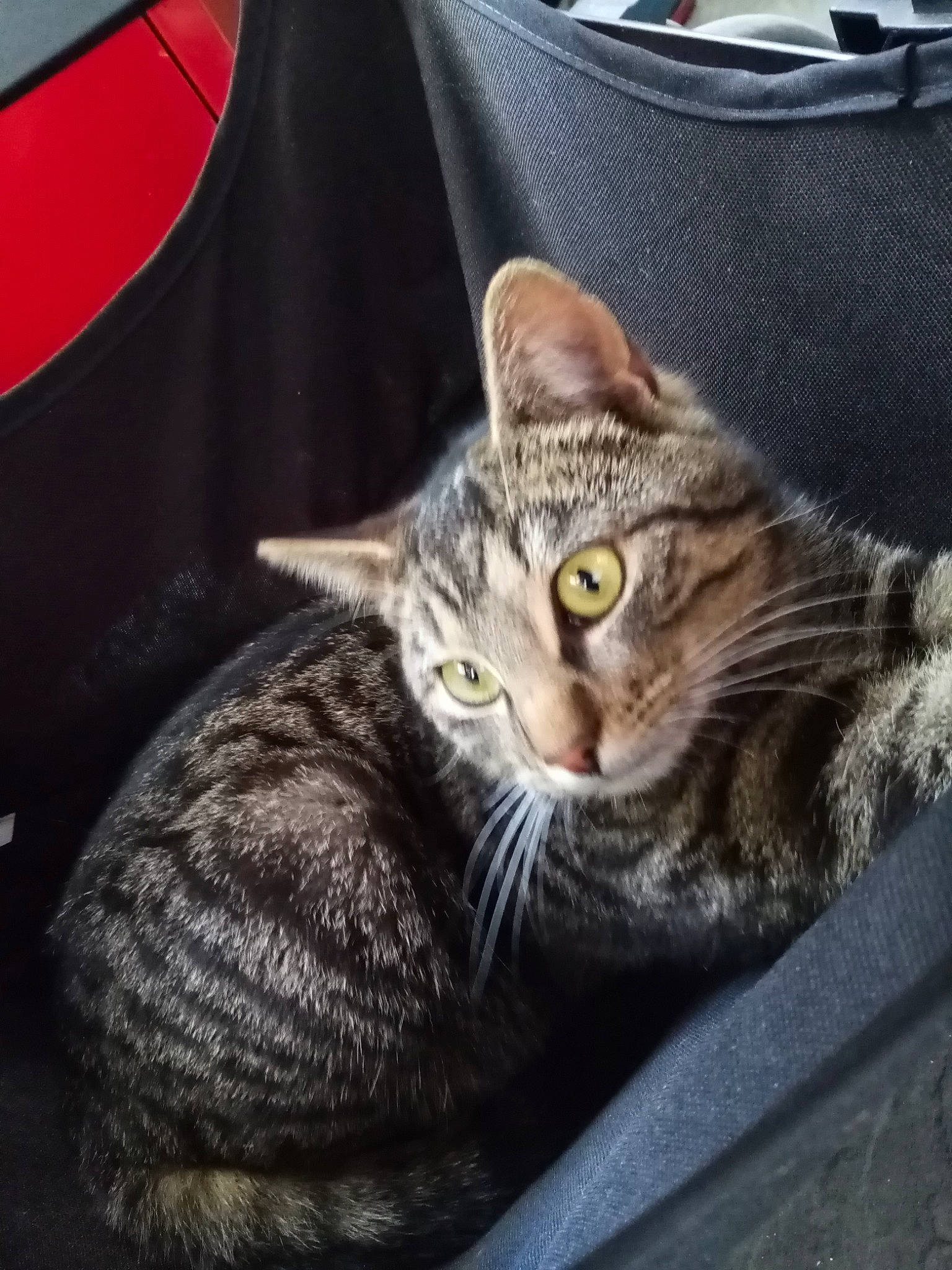 Boule De Poil a rejoint le concours — aidez-le/la à gagner de superbes lots ! american_shorthair, asian, california_spangled, carnivore, cat, domestic_short_haired_cat, dragon_li, european_shorthair, eye, felidae, kitten, mammal, pixie_bob, small_to_medium_sized_cats, snout, tabby_cat, wheel, whiskers, wild_cat