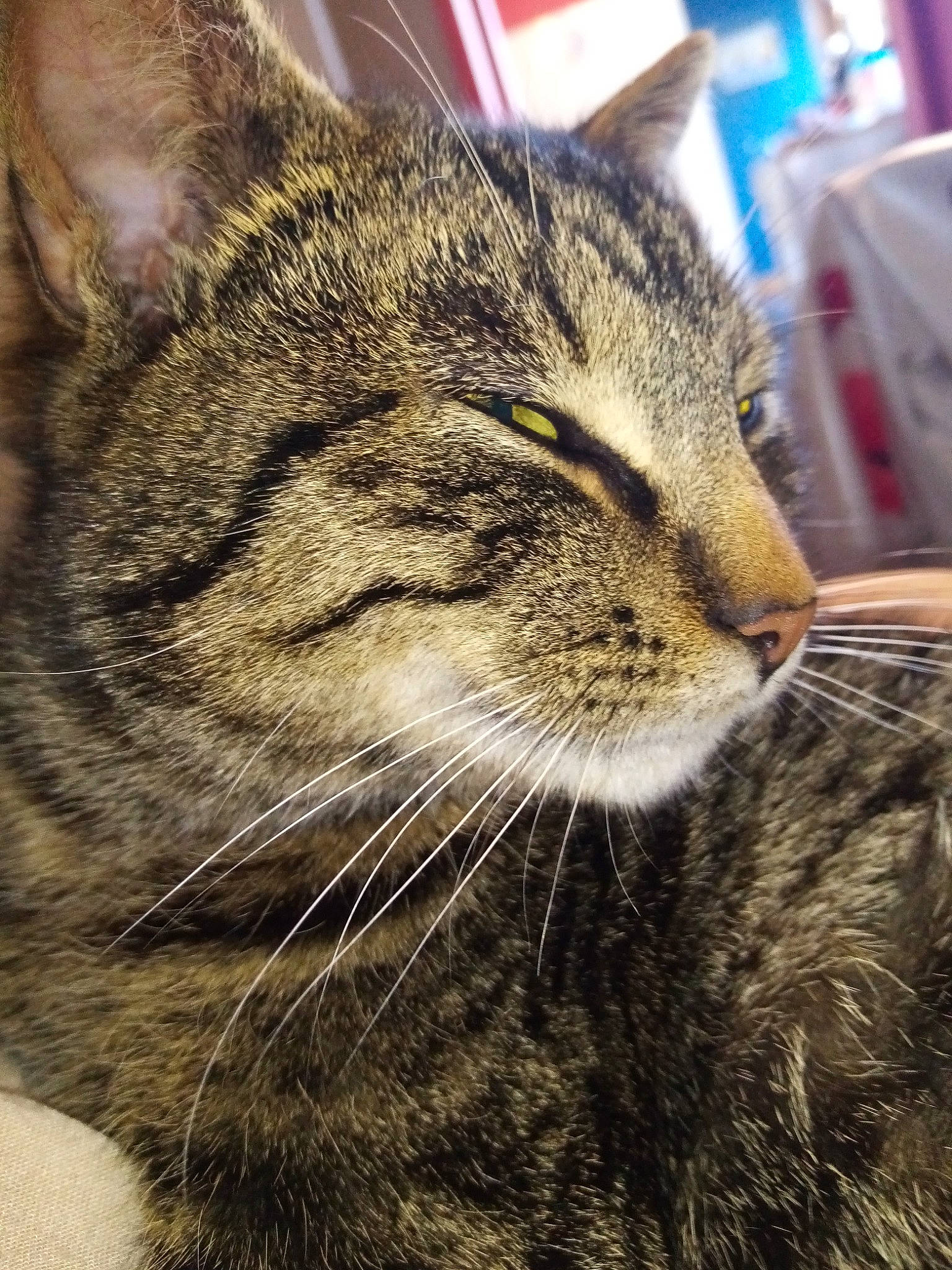 Boule De Poil a rejoint le concours — aidez-le/la à gagner de superbes lots ! american_shorthair, asian, california_spangled, carnivore, cat, close_up, domestic_short_haired_cat, dragon_li, european_shorthair, eye, felidae, fur, kitten, nose, sky, small_to_medium_sized_cats, snout, tabby_cat, whiskers, wild_cat